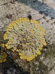 Xanthoria parietina