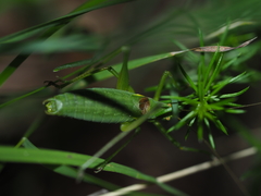 Isophya camptoxypha