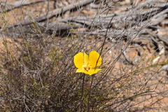 Calochortus weedii