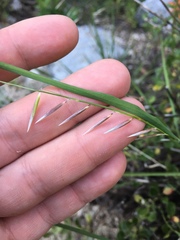 Melica stricta