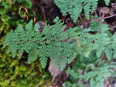 Myriopteris lendigera