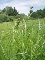 Bolboschoenus yagara