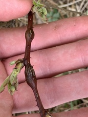 Neolasioptera nodulosa