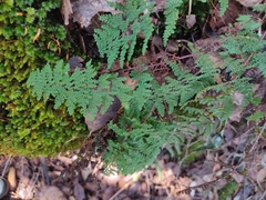 Myriopteris lendigera