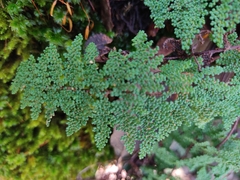 Myriopteris lendigera