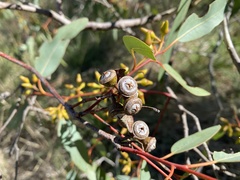 Eucalyptus rudis rudis