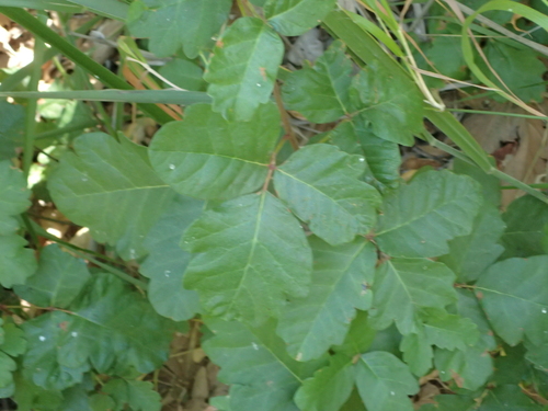 iNaturalist observation photo of Pacific poison oak