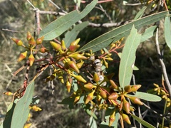 Eucalyptus rudis rudis