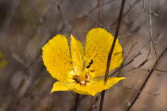 Calochortus weedii