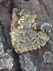 Xanthoria parietina