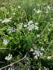 Daucus muricatus