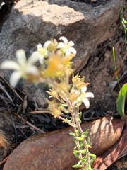 Wahlenbergia axillaris