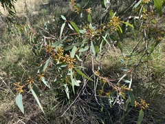 Eucalyptus rudis rudis