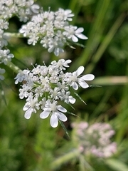 Daucus muricatus