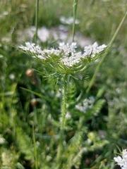 Daucus muricatus