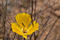 Calochortus weedii