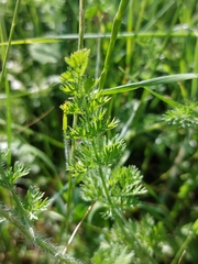 Daucus muricatus