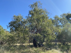 Eucalyptus rudis rudis