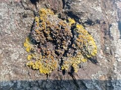 Xanthoria parietina