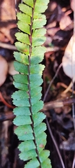 Asplenium monanthes