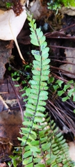Asplenium monanthes