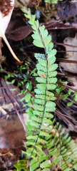 Asplenium monanthes