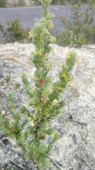 Thymelaea villosa