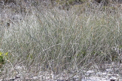 Ehrharta villosa maxima