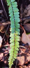 Asplenium monanthes