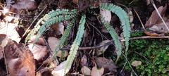Asplenium monanthes