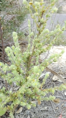 Thymelaea villosa