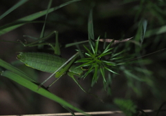 Isophya camptoxypha