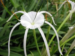 Hymenocallis speciosa
