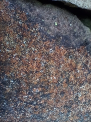 Gyrographa gyrocarpa