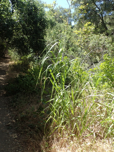 iNaturalist observation photo of giant wild rye
