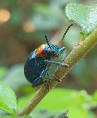 Parheminodes pulcher