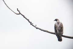 Pernis ptilorhynchus orientalis