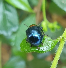 Parheminodes pulcher