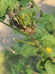 Dysdercus nigrofasciatus