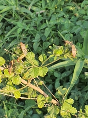 Dysdercus nigrofasciatus