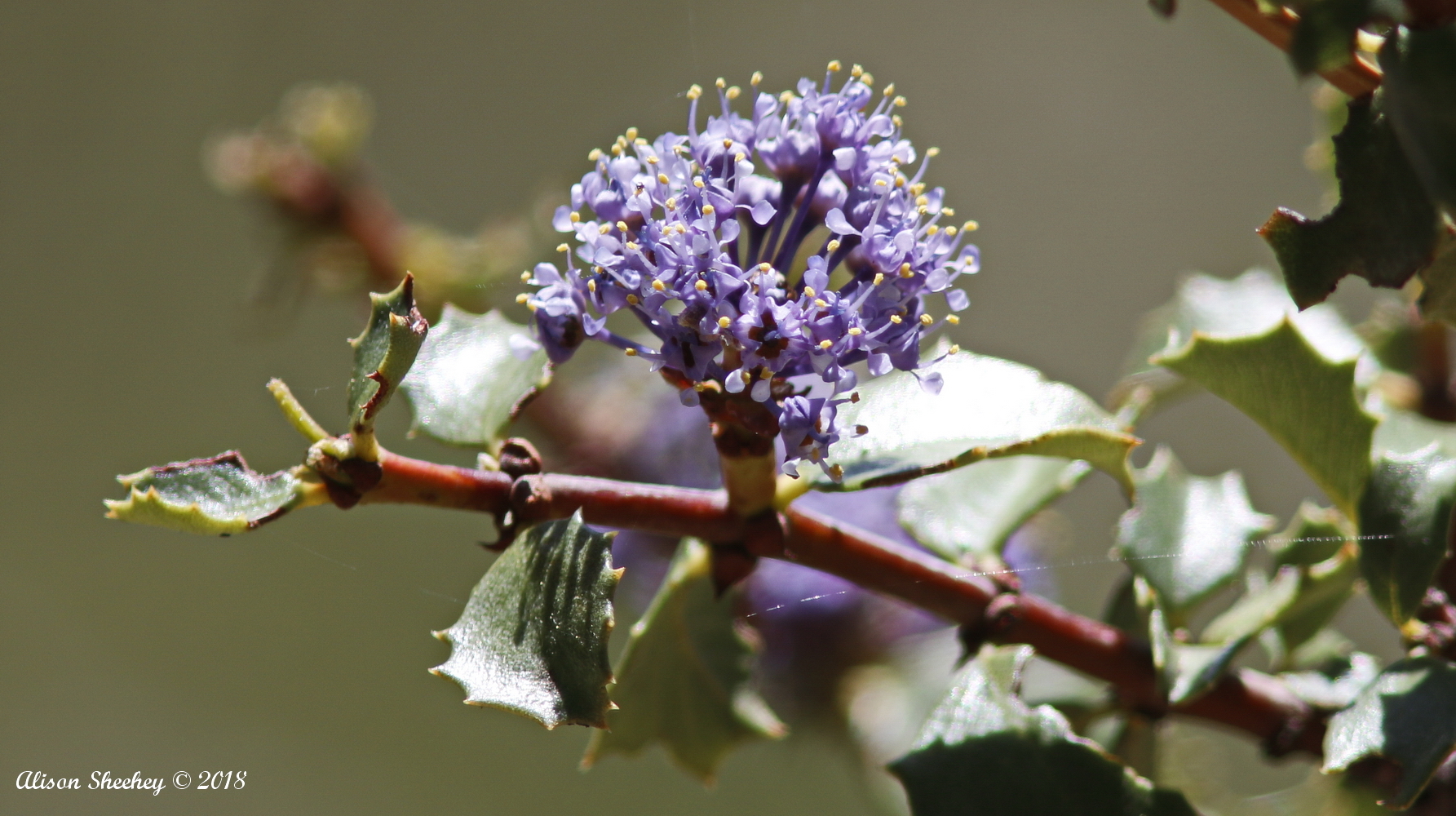 Ceanothus pinetorum