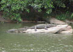 Crocodylus palustris