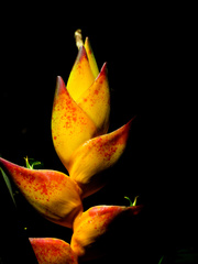 Heliconia champneiana