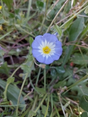 Convolvulus tricolor