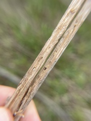 Antistrophus