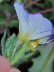 Convolvulus tricolor