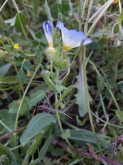 Convolvulus tricolor