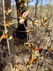Prunus virginiana virginiana