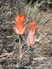 Calochortus kennedyi kennedyi
