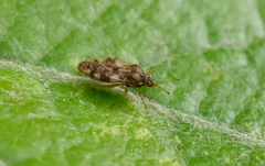 Monosteira unicostata